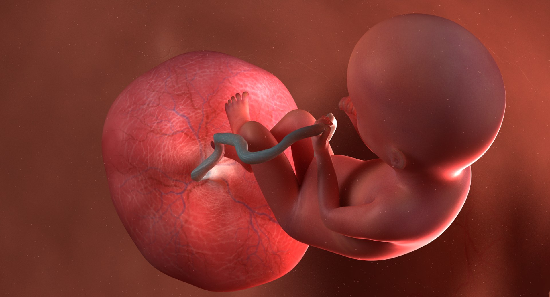 3D fetus 10 development https://p.turbosquid.com/ts-thumb/OZ/6MoK8I/bSlGehTb/preview_02/png/1537132522/1920x1080/fit_q87/c727b95cba94b6c636d6546b0394e0005e1faffd/preview_02.jpg
