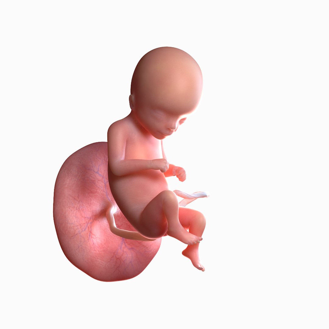 3D fetus 10 development https://p.turbosquid.com/ts-thumb/OZ/6MoK8I/bf5yr0Nk/main_preview_01/png/1537132492/1920x1080/fit_q87/2de9ed2e91a726f28728198850817fded8e6b94b/main_preview_01.jpg