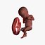 Fetus Collection - 10 models in development