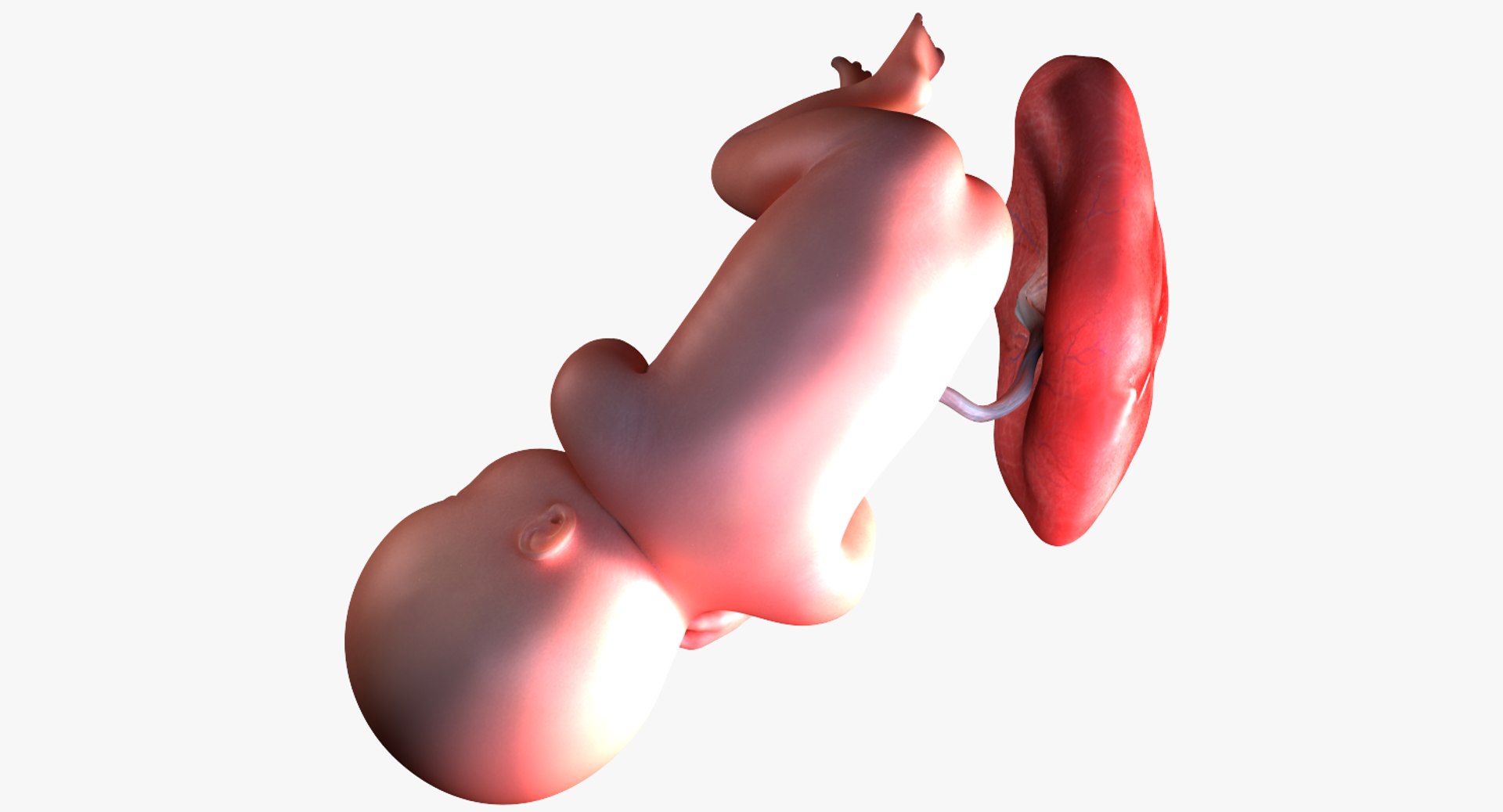 3D fetus 10 development https://p.turbosquid.com/ts-thumb/OZ/6MoK8I/c0ZYkkrv/preview_04/png/1537132666/1920x1080/fit_q87/dfbda64f04a9c6bf194ee45b10fec762273db96c/preview_04.jpg