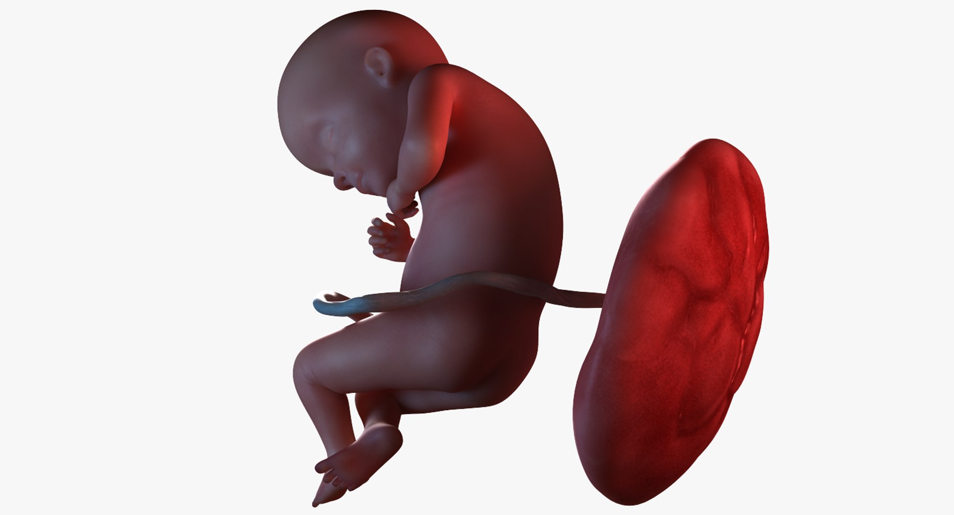 3D fetus 10 development https://p.turbosquid.com/ts-thumb/OZ/6MoK8I/eqKGdQ7q/preview_01/png/1537132588/1920x1080/fit_q87/934f57dedbebda45c28fe24459dd935c7e9c6b38/preview_01.jpg