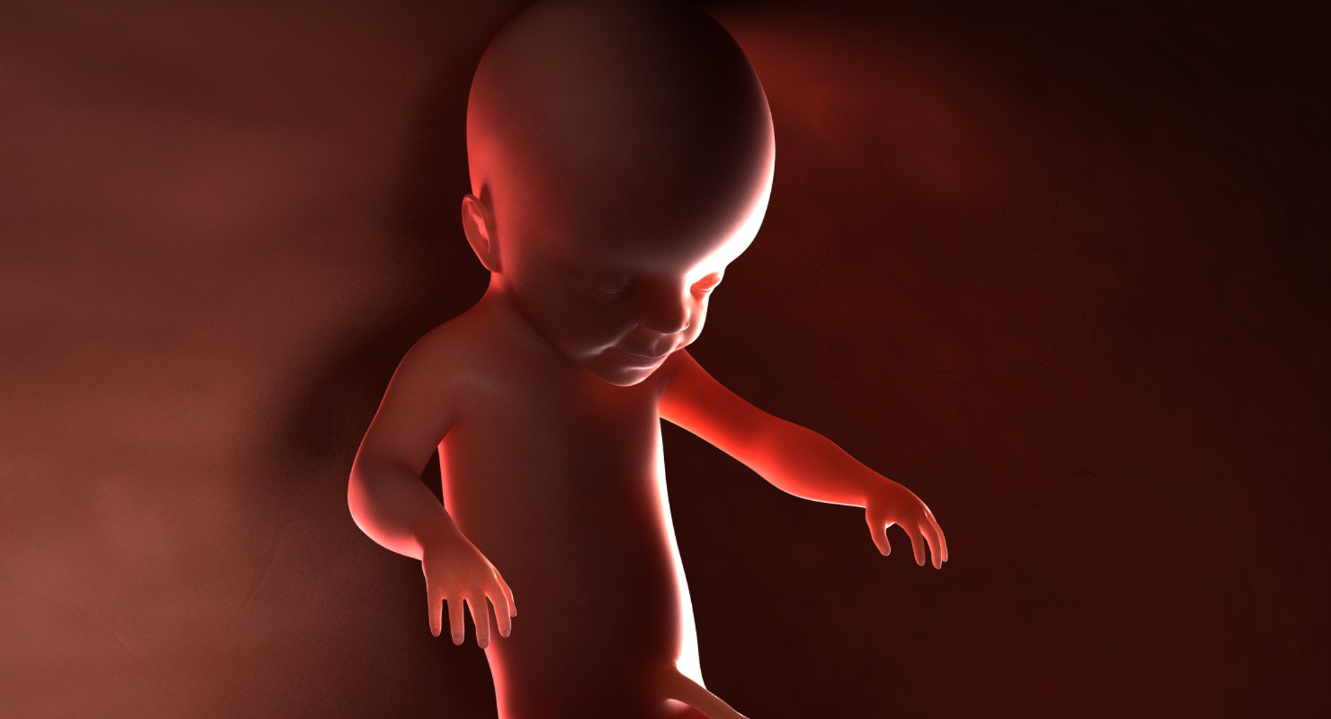 3D fetus 10 development https://p.turbosquid.com/ts-thumb/OZ/6MoK8I/fQg1eV8B/preview_03/png/1537132550/1920x1080/fit_q87/4daf56a6b2b0cf844291a63a81d0390141ebe38c/preview_03.jpg