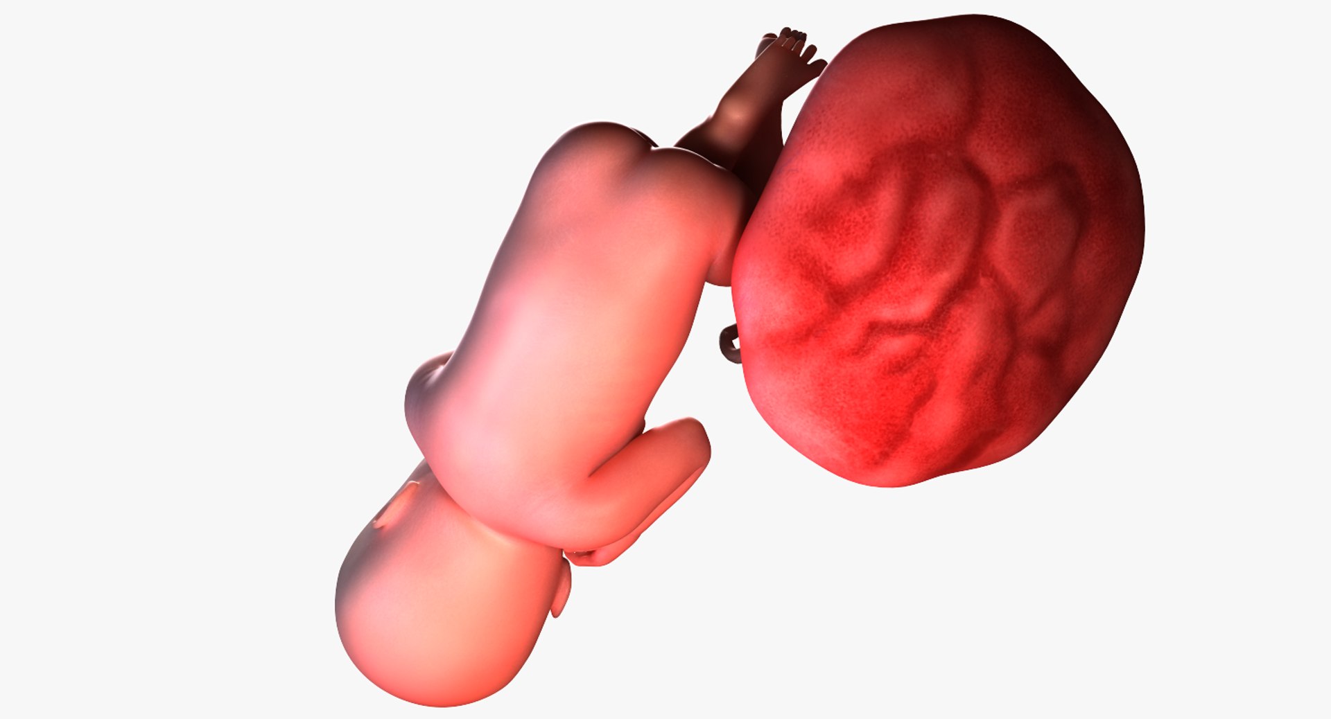 3D fetus 10 development https://p.turbosquid.com/ts-thumb/OZ/6MoK8I/ino4XHrw/preview_05/png/1537132666/1920x1080/fit_q87/ad19edc02375bb3722f903a5b484f38f1785ad2c/preview_05.jpg