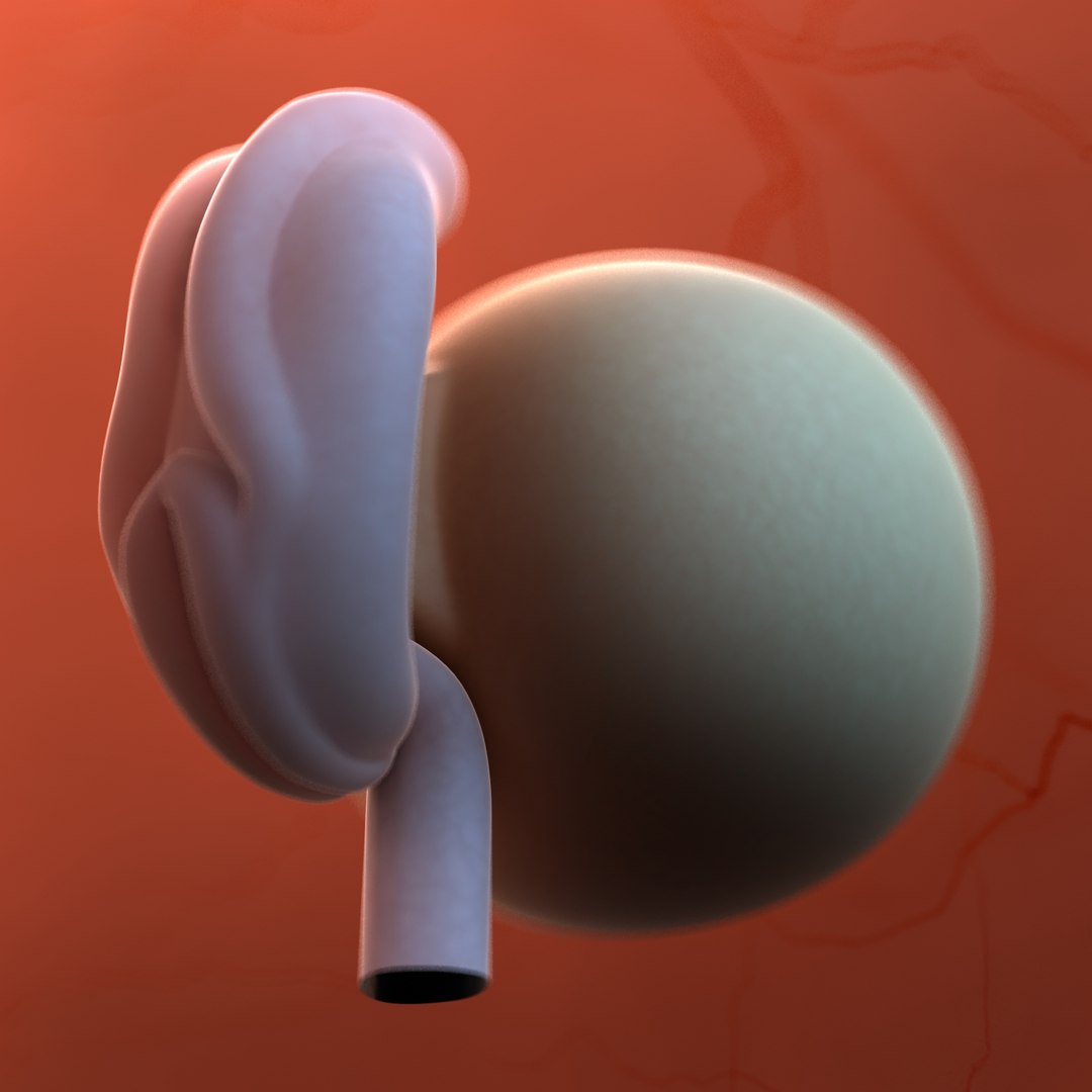 3D fetus 10 development https://p.turbosquid.com/ts-thumb/OZ/6MoK8I/k0qdbdyF/fetusweek04_5/jpg/1537131812/1920x1080/fit_q87/667cb175ca0bbd891ed2b9fa5e06e3bbda071dd2/fetusweek04_5.jpg
