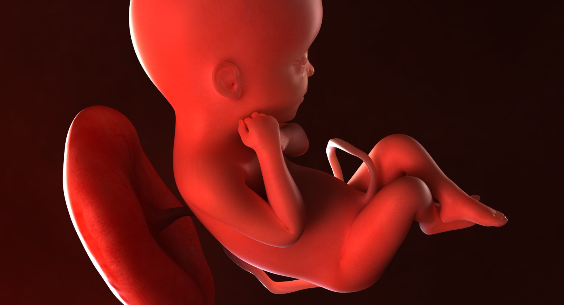 3D fetus 10 development https://p.turbosquid.com/ts-thumb/OZ/6MoK8I/ob2I6Crx/preview_02/png/1537132550/1920x1080/fit_q87/5324902a14ce5ee1d5355a80339ba795a6ab0469/preview_02.jpg