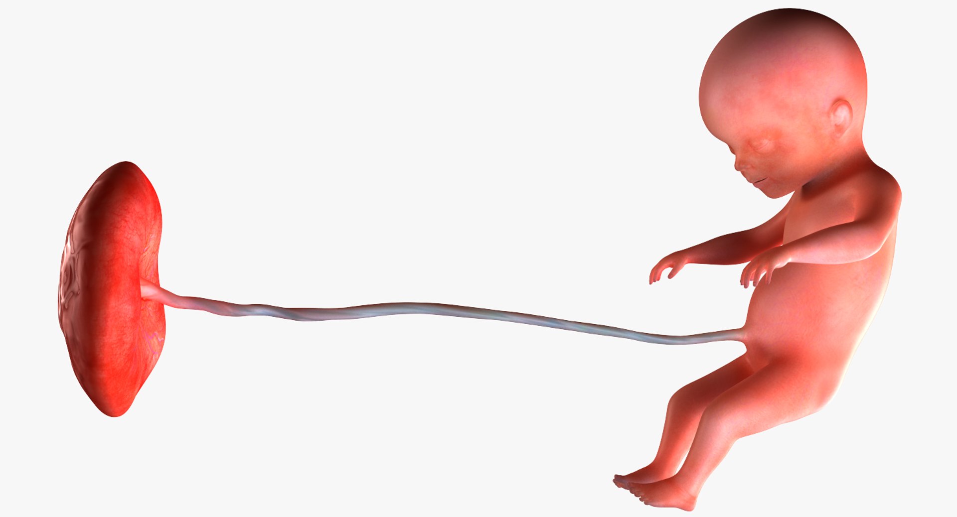 3D fetus 10 development https://p.turbosquid.com/ts-thumb/OZ/6MoK8I/qrQBvNVH/preview_05/png/1537132550/1920x1080/fit_q87/b11d289640e72858c73c0d632d333a4ceb9478f9/preview_05.jpg