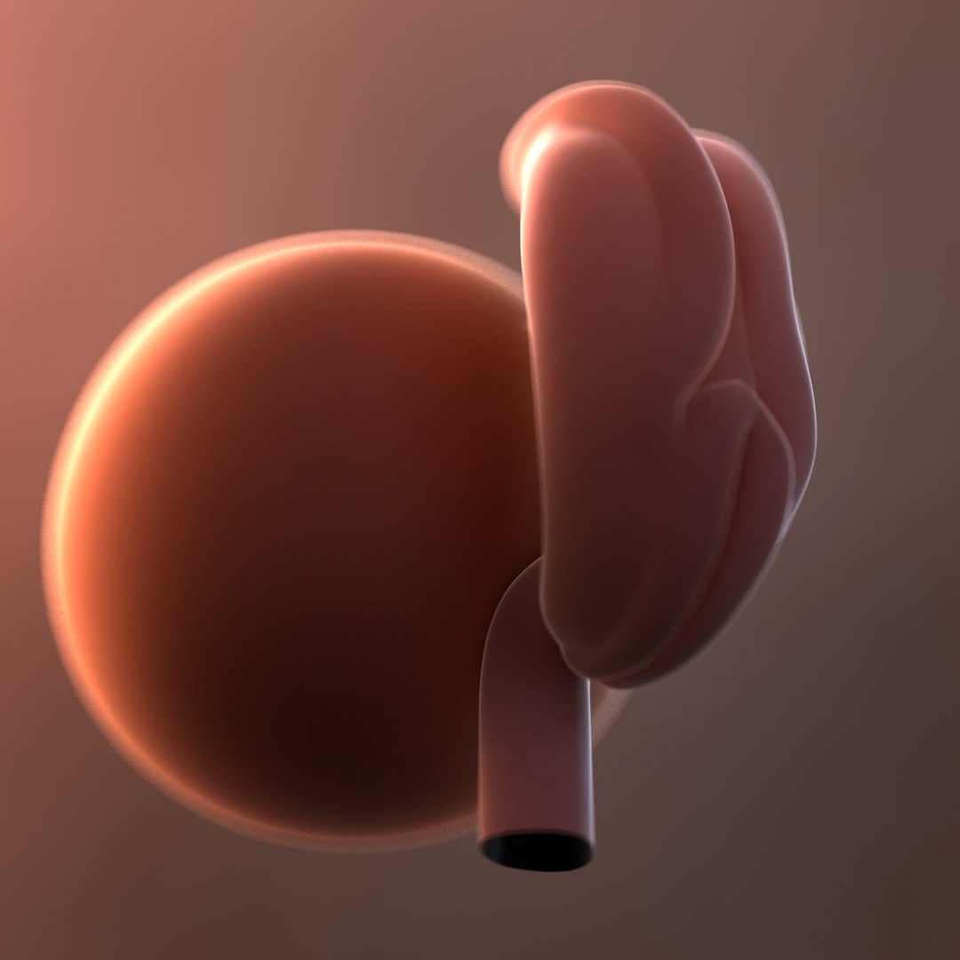 3D fetus 10 development https://p.turbosquid.com/ts-thumb/OZ/6MoK8I/s4kZIcXv/fetusweek04_2/jpg/1537131812/1920x1080/fit_q87/3f7b4922c5a34938c63be708122e7db359aec384/fetusweek04_2.jpg