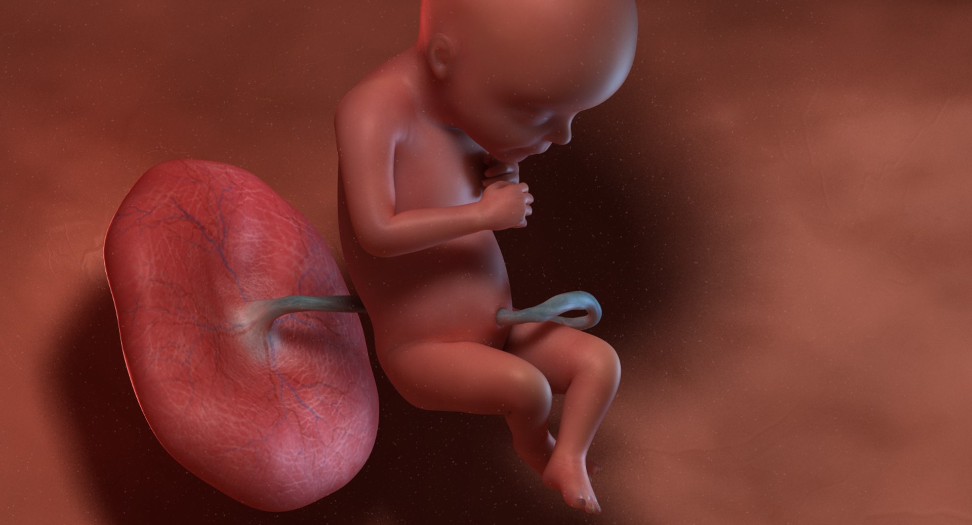 3D fetus 10 development https://p.turbosquid.com/ts-thumb/OZ/6MoK8I/sUbo1r0l/preview_03/png/1537132588/1920x1080/fit_q87/2d872d3902515f9a08347bfbae4e929b94d2de63/preview_03.jpg