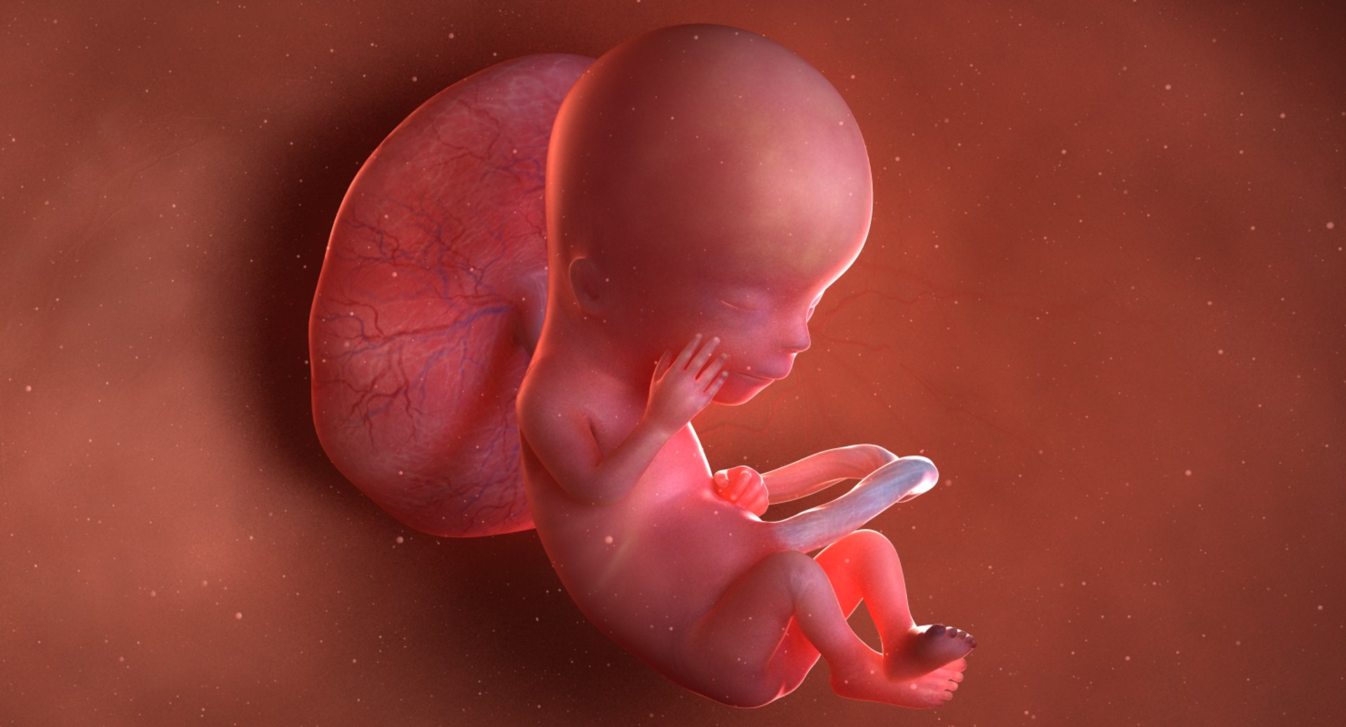 3D fetus 10 development https://p.turbosquid.com/ts-thumb/OZ/6MoK8I/u9zfkOuq/preview_04/png/1537132459/1920x1080/fit_q87/48d5f24f77feb3d69a86c1e6dc299906f3f88b7f/preview_04.jpg