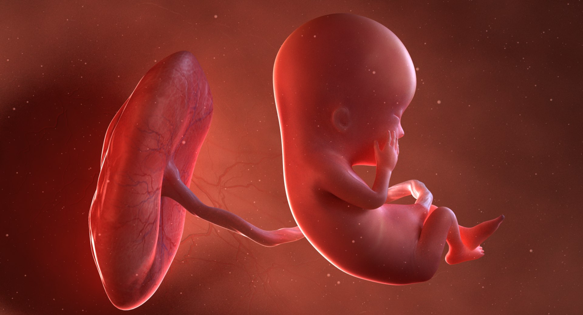 3D fetus 10 development https://p.turbosquid.com/ts-thumb/OZ/6MoK8I/xxshrjTu/preview_03/png/1537132459/1920x1080/fit_q87/69f4d6589ea203df71f6a9ac3b2d0522fcb8a352/preview_03.jpg