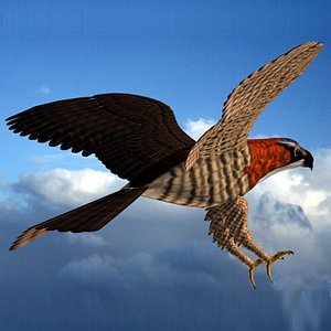 hawk bird 3d model