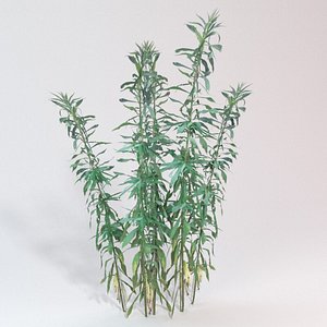 Goldenrod Plants