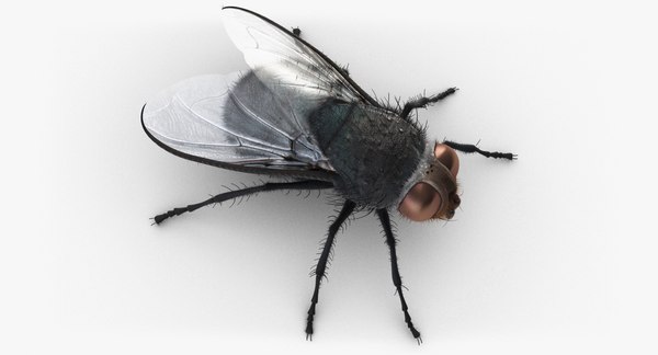 House top fly camera