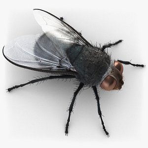 Housefly