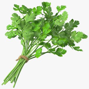 Cilantro Bunch With Rope Fur 3D model