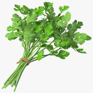 Cilantro Bunch With Rope Fur