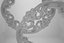 Rosette
