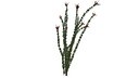 Ocotillo Plant - 10 -