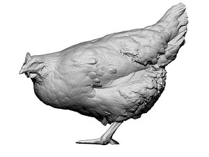 Real Chicken 06 - 3d scan