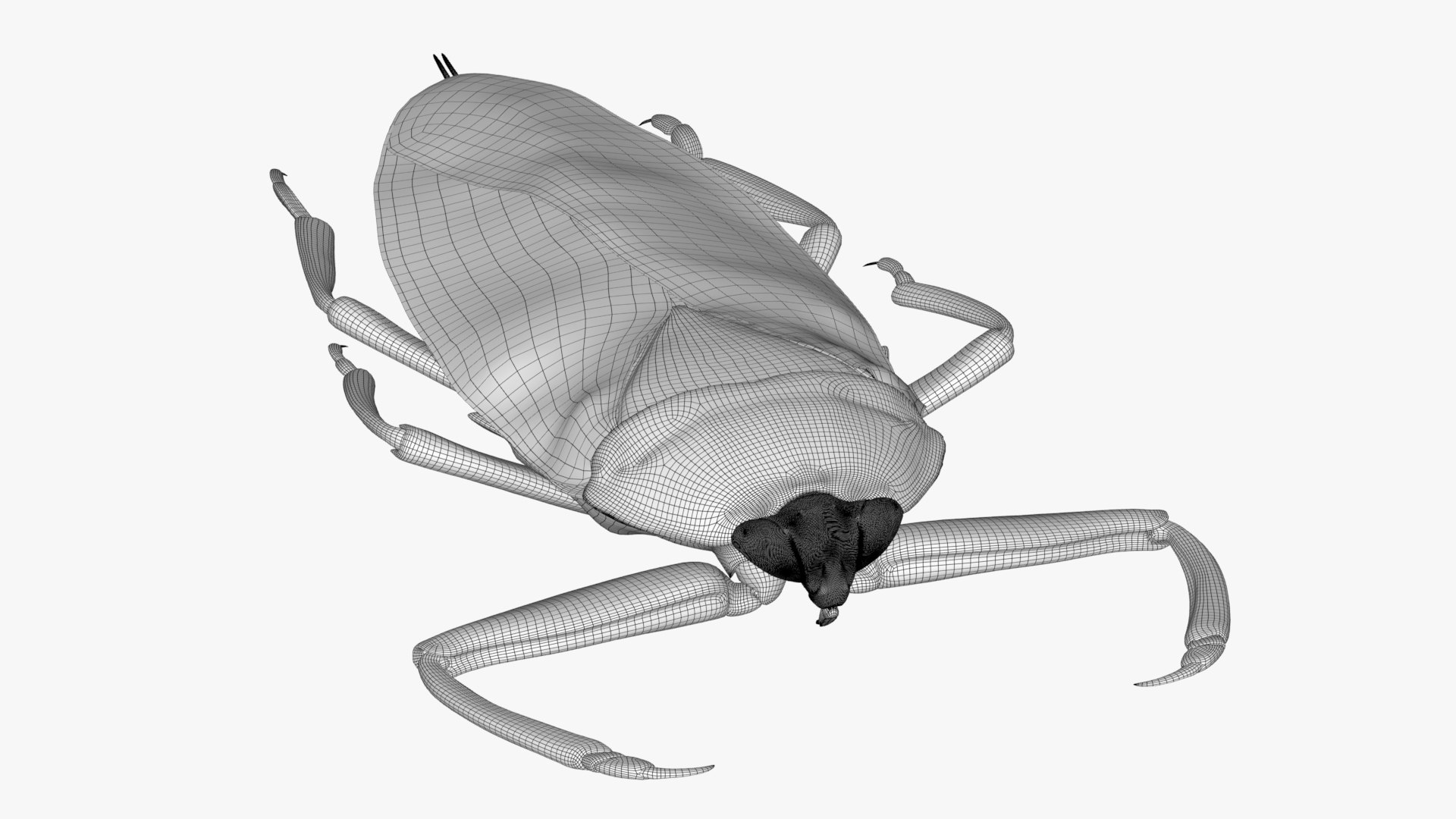 4K Giant Water Bug 3D Model - TurboSquid 2210535