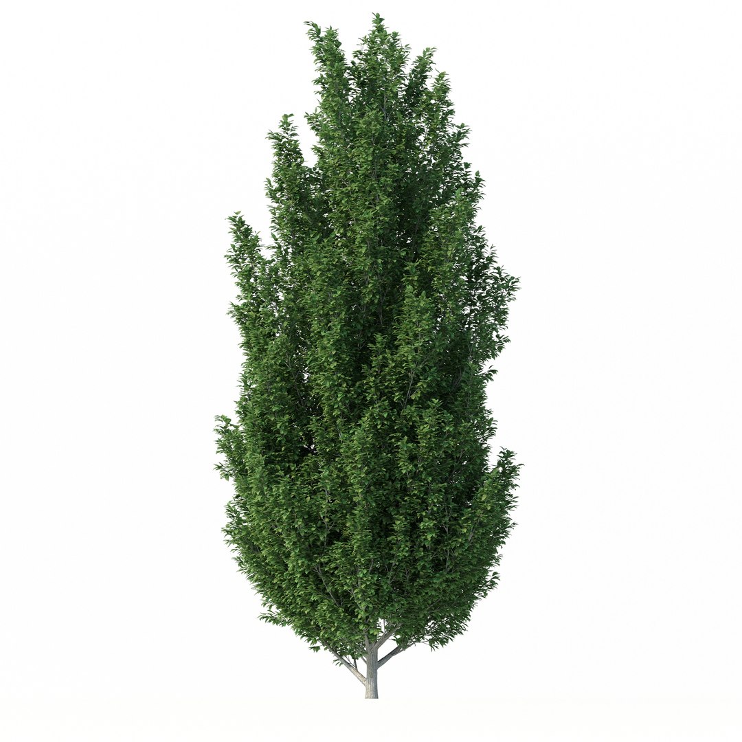3D Carpinus Betulus Tree No 1 model https://p.turbosquid.com/ts-thumb/OZ/jT7yUY/0i/rend2.2/jpg/1666232643/1920x1080/fit_q87/46c9a4ffc8b0655a664ebb5cfaa7ec8ecce7fbcd/rend2.2.jpg