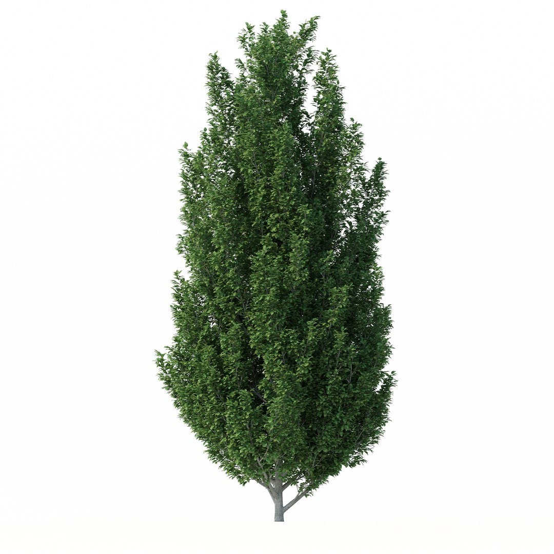 3D Carpinus Betulus Tree No 1 model https://p.turbosquid.com/ts-thumb/OZ/jT7yUY/5T/rend2.1/jpg/1666232644/1920x1080/fit_q87/8252e3d859215a94f337ba72e05d9fac359d22f2/rend2.1.jpg