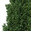 Drzewo Carpinus Betulus nr 1