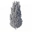Drzewo Carpinus Betulus nr 1