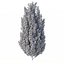 Drzewo Carpinus Betulus nr 1