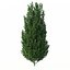 Drzewo Carpinus Betulus nr 1