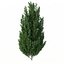 Drzewo Carpinus Betulus nr 1