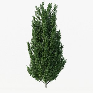 Carpinus Betulus Tree No 1