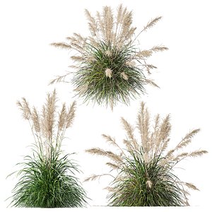 HQ Plants Cortaderia Selloana 3D model