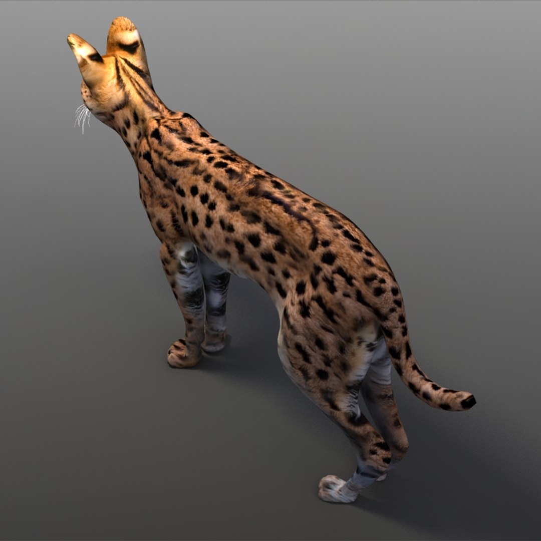 serval cats 3ds https://p.turbosquid.com/ts-thumb/OZ/mi3GSP/rXQKdaV2/servalc03/jpg/1240569665/1920x1080/fit_q87/5adc04f0e723832eebe91c2725470026a7919719/servalc03.jpg