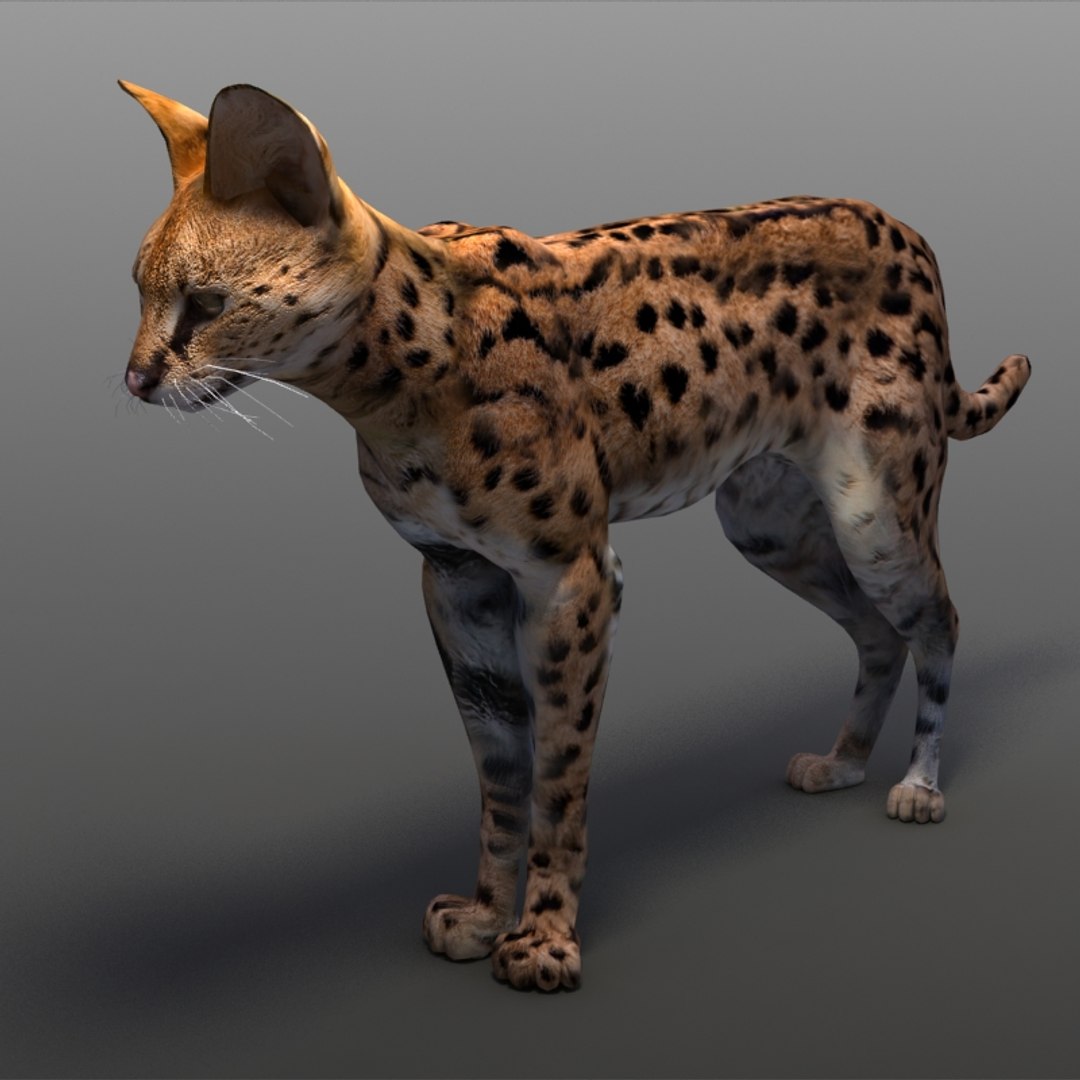 serval cats 3ds https://p.turbosquid.com/ts-thumb/OZ/mi3GSP/tvimMk3E/servalc01/jpg/1240569632/1920x1080/fit_q87/128c44f08a5e5429b5057a1f70bde2ef853ab197/servalc01.jpg