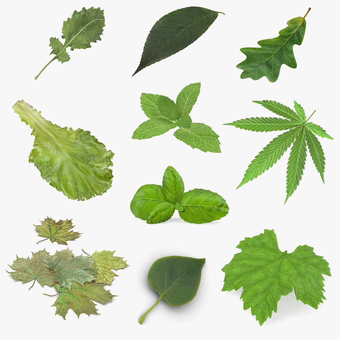 Leaves Collection 6 3D model preview