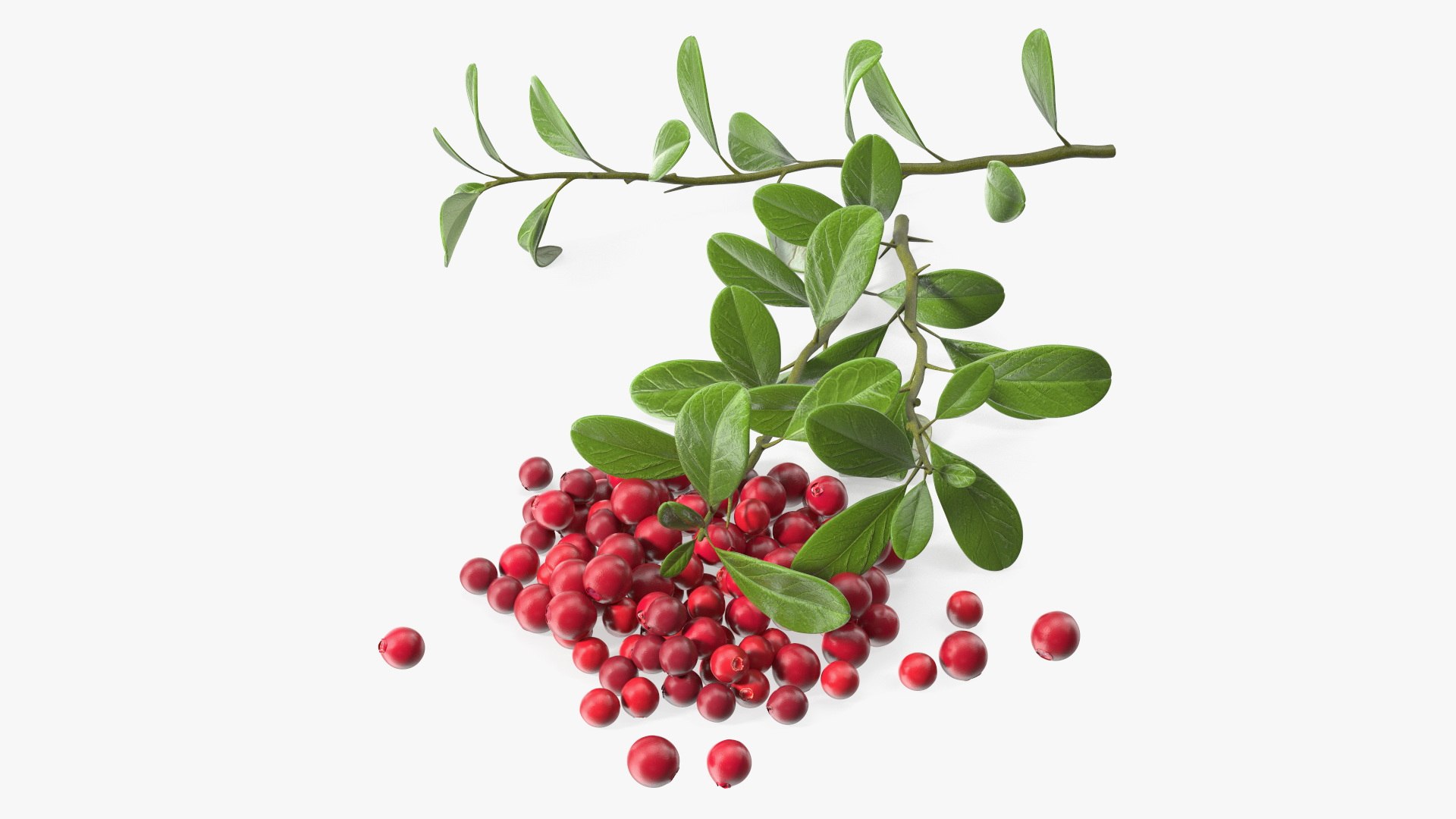 Pile of Cranberries with Branches 3D model preview