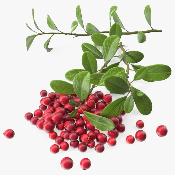 Pile of Cranberries with Branches 3D model