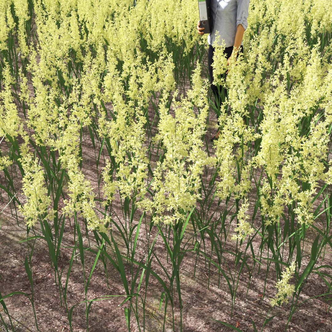 Real Grass 3D https://p.turbosquid.com/ts-thumb/OZ/wuh43I/0X/vpphalarisarundinaceav6field/jpg/1695472768/1920x1080/fit_q87/dbeeeea0482ba5f56ffc93fa3b4bb4cea6103bac/vpphalarisarundinaceav6field.jpg