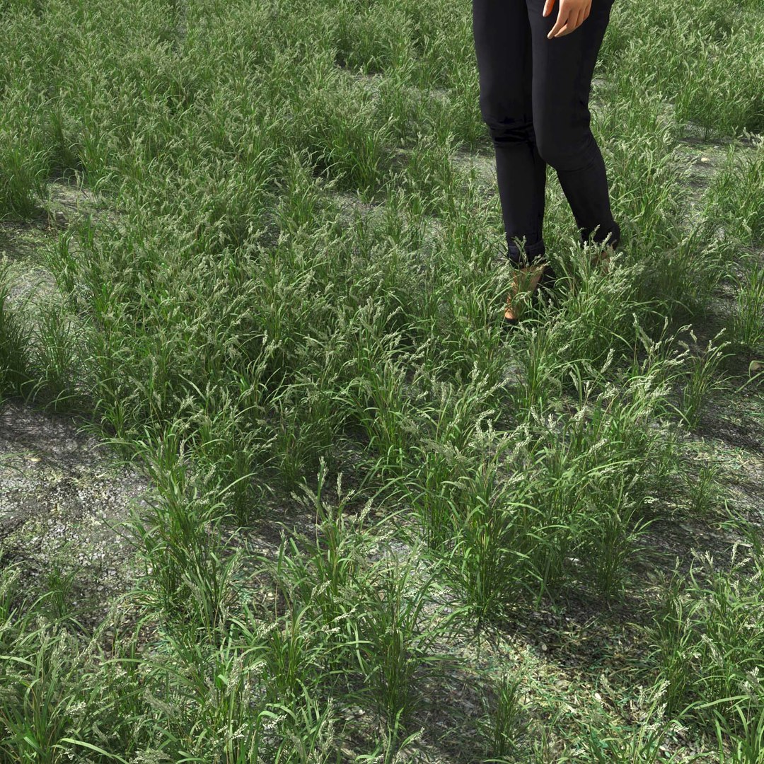Real Grass 3D https://p.turbosquid.com/ts-thumb/OZ/wuh43I/11/vpdactylisv3field/jpg/1695472712/1920x1080/fit_q87/d5e9a64eed076af542d722bf4d42f8d5528c71c5/vpdactylisv3field.jpg