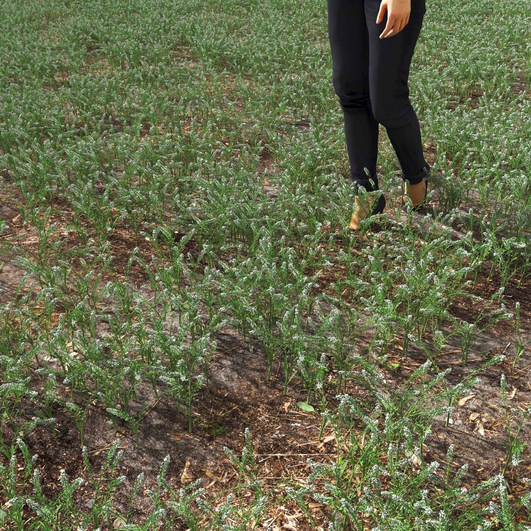 Real Grass 3D https://p.turbosquid.com/ts-thumb/OZ/wuh43I/1D/vplepidiumvirginicumv6field/jpg/1695472749/1920x1080/fit_q87/d9a359581b7bf6dc769f84e8e33fdfecd4450a71/vplepidiumvirginicumv6field.jpg