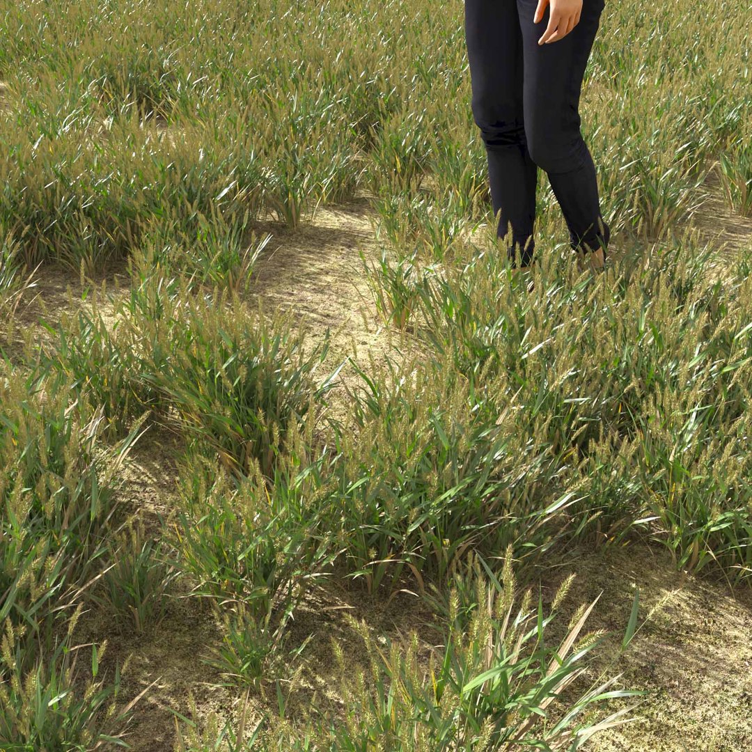 Real Grass 3D https://p.turbosquid.com/ts-thumb/OZ/wuh43I/1X/vpalopecuruspratensisv3field/jpg/1695472683/1920x1080/fit_q87/0096feca1246d1844c1e9cb119efa9455f6f3f5c/vpalopecuruspratensisv3field.jpg