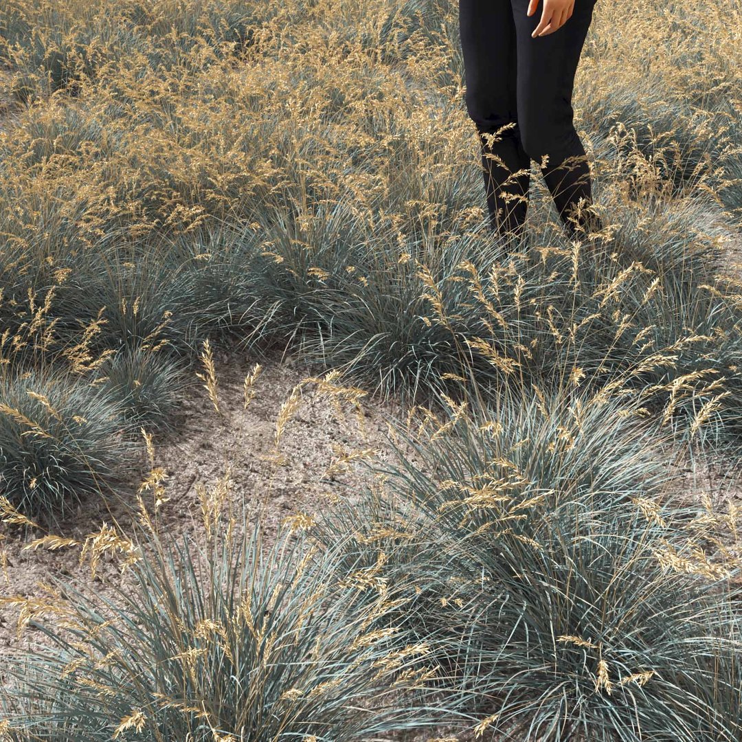 Real Grass 3D https://p.turbosquid.com/ts-thumb/OZ/wuh43I/25/vphelictotrichonv1field/jpg/1695472726/1920x1080/fit_q87/353e6f3617e7e8731d479093ac89d6f0653963b3/vphelictotrichonv1field.jpg