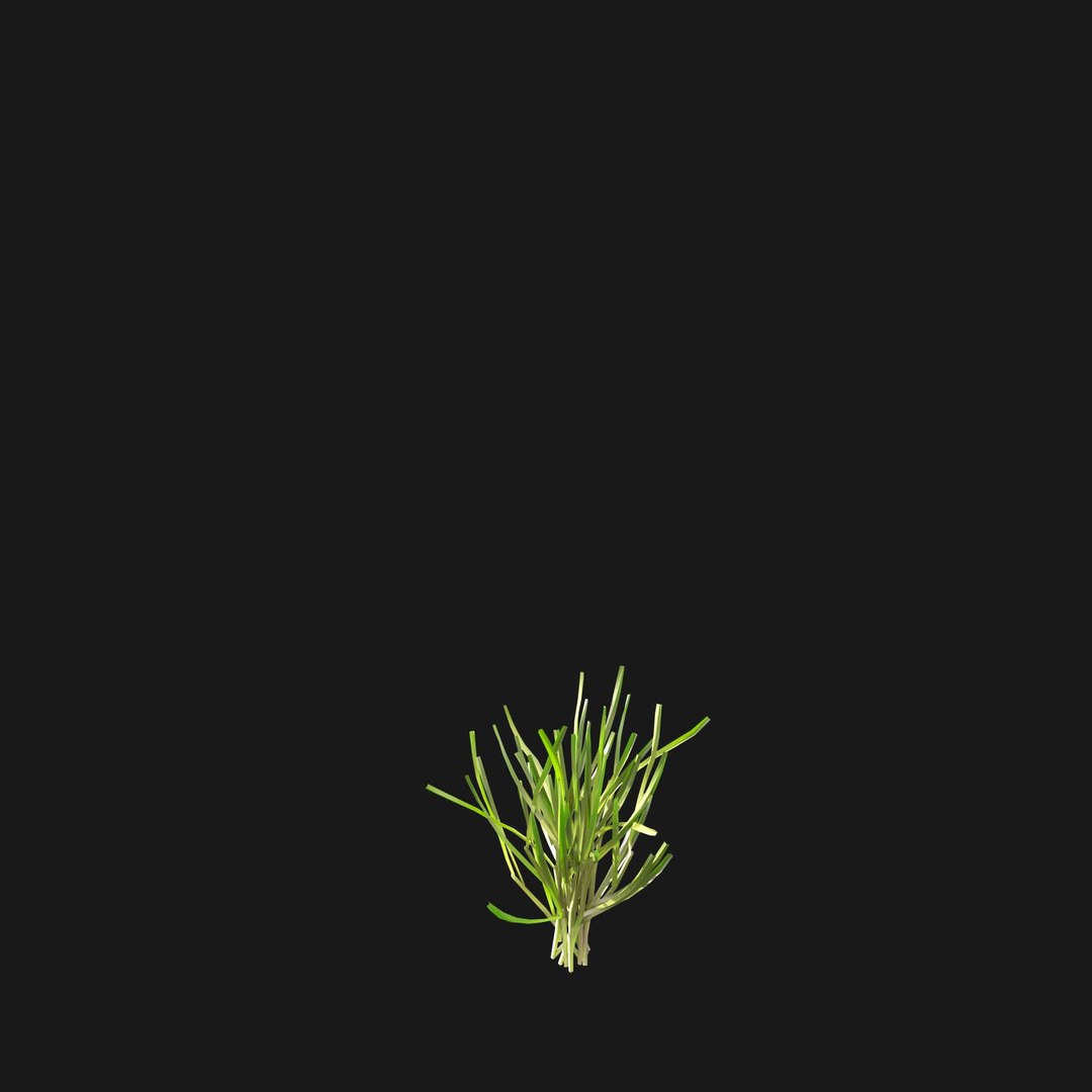 Real Grass 3D https://p.turbosquid.com/ts-thumb/OZ/wuh43I/3d/vppoapratensisv12/jpg/1695472777/1920x1080/fit_q87/4d67df67f87314ce9a44acab4e66d9e868529c1b/vppoapratensisv12.jpg