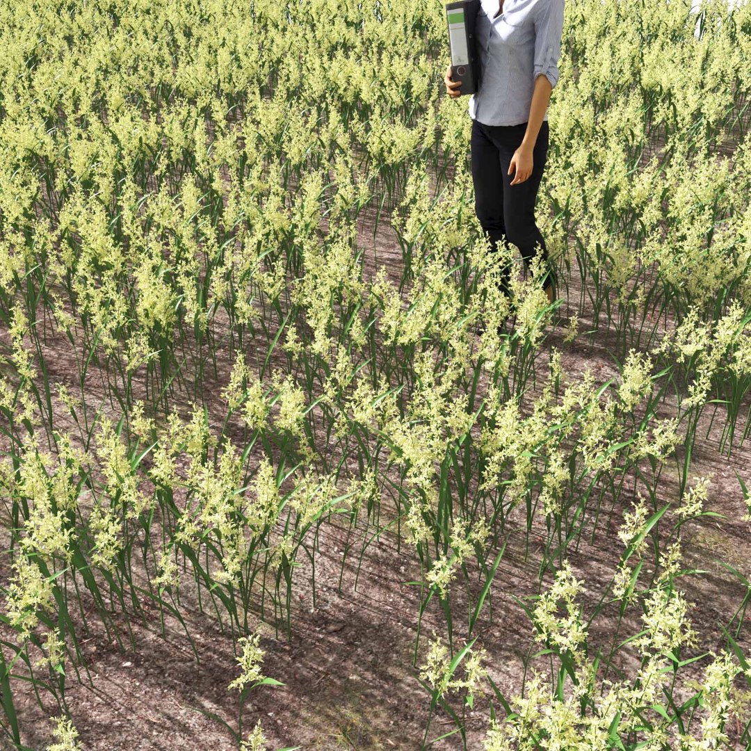Real Grass 3D https://p.turbosquid.com/ts-thumb/OZ/wuh43I/43/vpphalarisarundinaceav4field/jpg/1695472766/1920x1080/fit_q87/6168550fe5d1dbaef2b6ee3428f4b1b360ba1130/vpphalarisarundinaceav4field.jpg