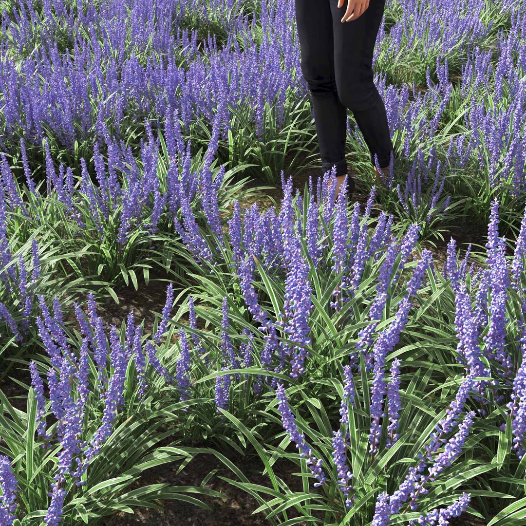 Real Grass 3D https://p.turbosquid.com/ts-thumb/OZ/wuh43I/4C/vpliriopemuscariv5field/jpg/1695472762/1920x1080/fit_q87/69a9cfa9b1f5c9e5021c610ec893283f923d80a1/vpliriopemuscariv5field.jpg