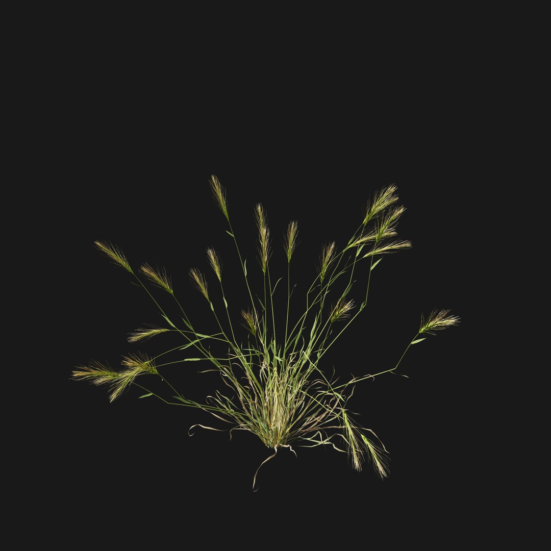Real Grass 3D https://p.turbosquid.com/ts-thumb/OZ/wuh43I/4Z/vphordeumv1/jpg/1695472733/1920x1080/fit_q87/bc9dca05dd09bae9844e38150a49bd46b0b99780/vphordeumv1.jpg