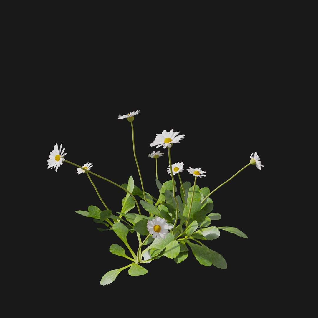 Real Grass 3D https://p.turbosquid.com/ts-thumb/OZ/wuh43I/4h/vpbellisperennisv5/jpg/1695472695/1920x1080/fit_q87/28341b3fc4a0072dcafa87c6a1bba683b847aaa7/vpbellisperennisv5.jpg