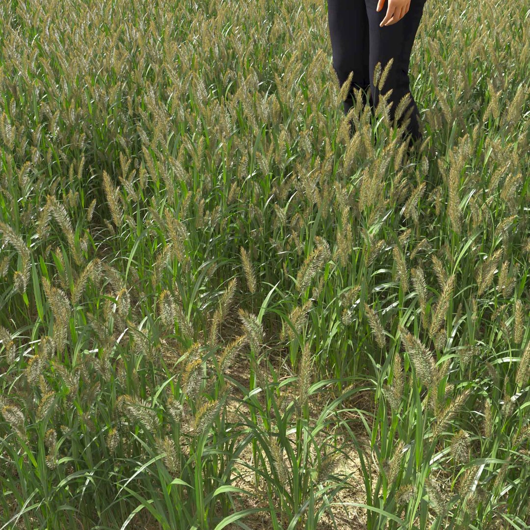 Real Grass 3D https://p.turbosquid.com/ts-thumb/OZ/wuh43I/4u/vpalopecuruspratensisv2field/jpg/1695472681/1920x1080/fit_q87/bdc6a267576110f927a493a06d440255392c0c05/vpalopecuruspratensisv2field.jpg