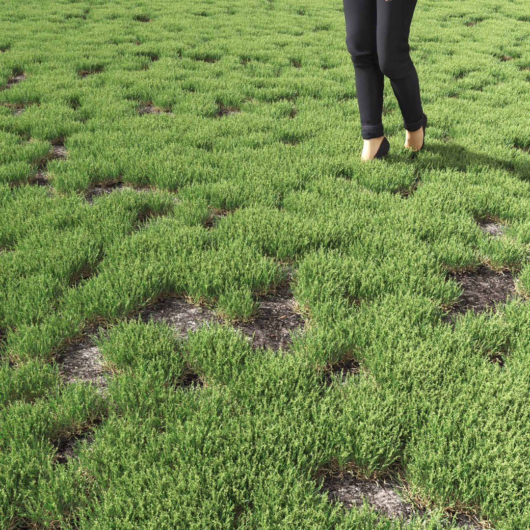 Real Grass 3D https://p.turbosquid.com/ts-thumb/OZ/wuh43I/5U/vppoapratensisv18field/jpg/1695472784/1920x1080/fit_q87/23327b2bbef1ce73ae9f07e4136f0dd123b4d6fe/vppoapratensisv18field.jpg